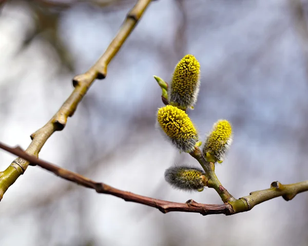 stock image Pussy willow