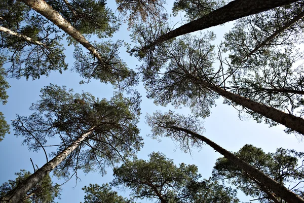 Altos pinos, cielo — Foto de Stock