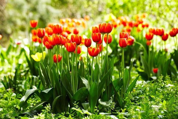 Vörös és sárga tulipán — Stock Fotó