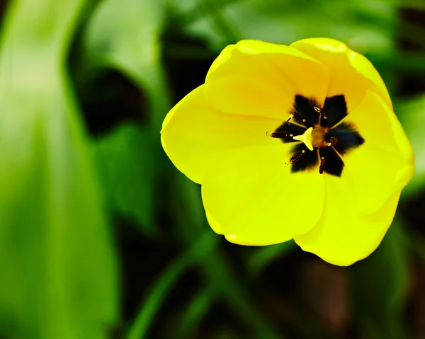 Gelbe Tulpe — Stockfoto