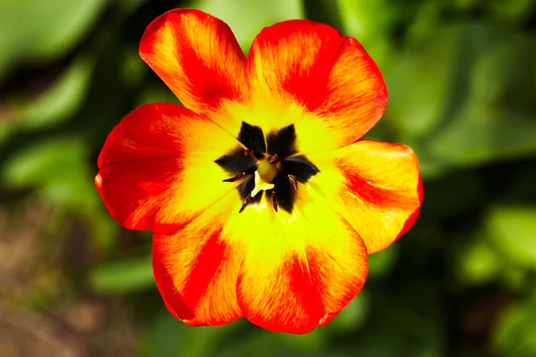 Rot-gelbe Tulpe — Stockfoto