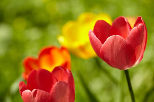 Tulpen achtergrond — Stockfoto