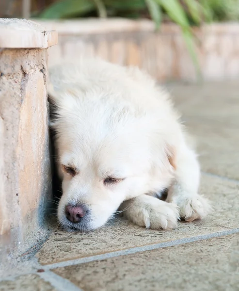 犬眠る — ストック写真