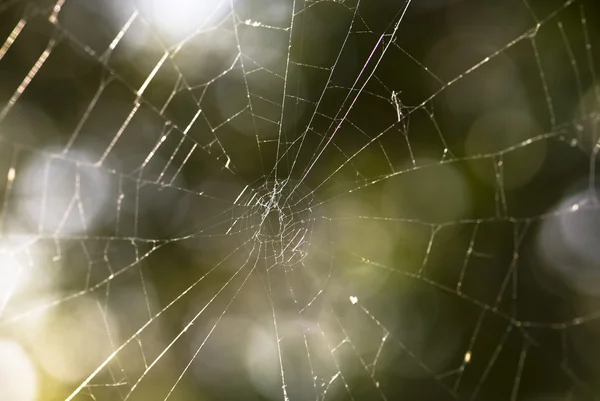 stock image Web of a spider