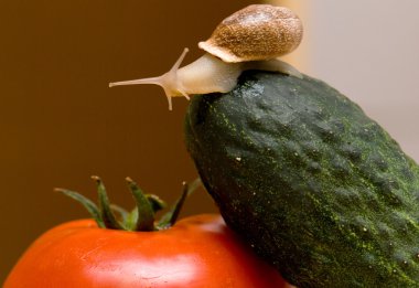 Snail on vegetables clipart