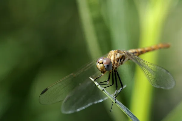 stock image Dragonfly