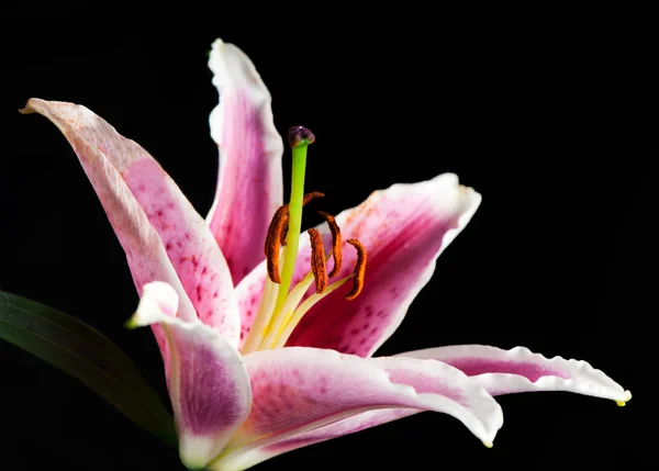 stock image Lily on a black background