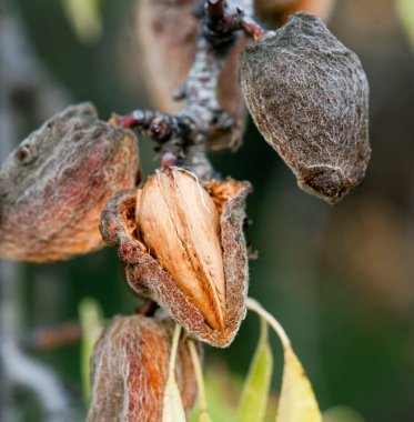 dallar üzerinde olgunlaşmış almendra