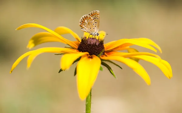 Schmetterling, Blume — Stockfoto