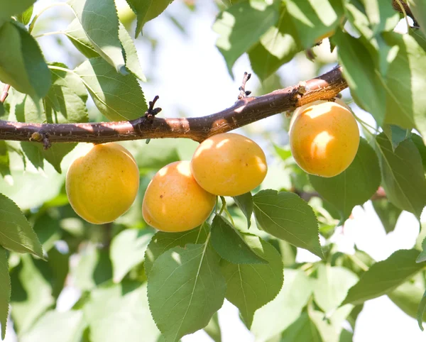 stock image Apricot