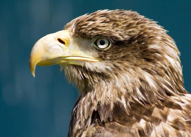 Eagle portrait clipart