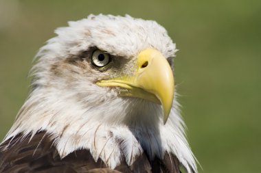 American bald eagle close up of head clipart