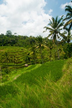 pirinç Teras Bali