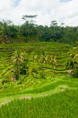 pirinç Teras Bali