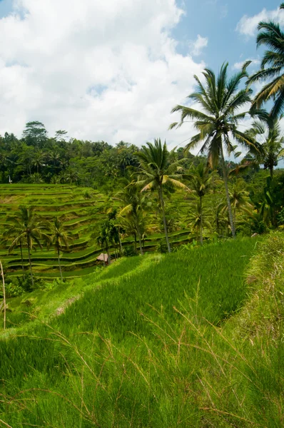 Terraza de arroz en Bali — Foto de Stock