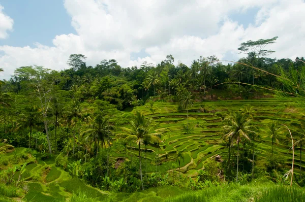 Rice terrace in Bali — Stock Photo, Image