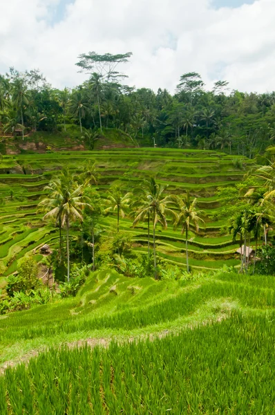 Terrazza di riso a Bali — Foto Stock