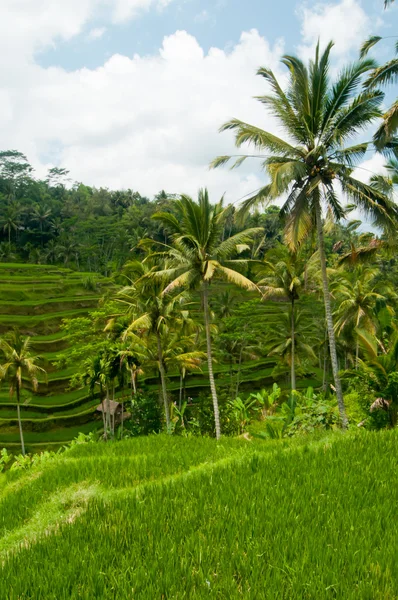 Terrazza di riso a Bali — Foto Stock