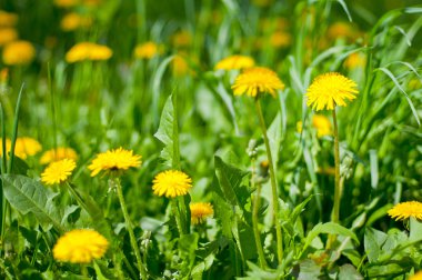 dandelions ile yaz çayır