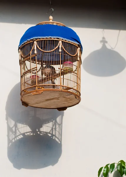 Птах в клітці — стокове фото