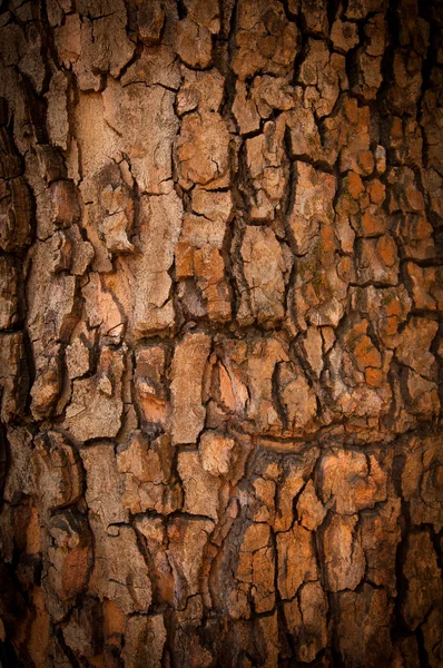 Кора соснового дерева — стокове фото