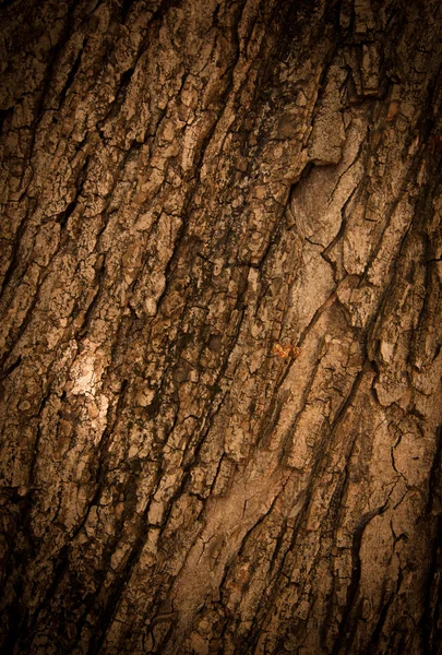 Tölgyfa kérge — Stock Fotó