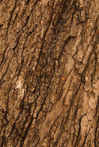 Bark of Oak Tree — Stock Photo, Image