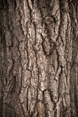 Bark of Oak Tree clipart