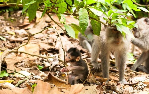 Long-tailed macaques — Stock Photo, Image