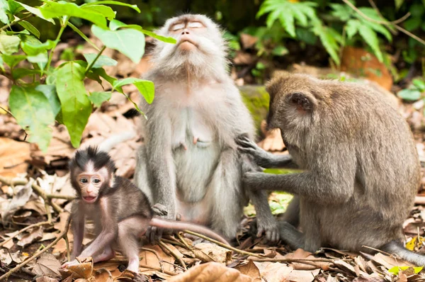 Long-tailed macaques — Stock Photo, Image