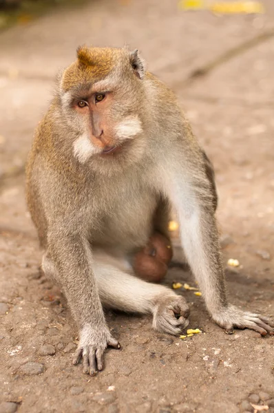 Macacos de cola larga —  Fotos de Stock