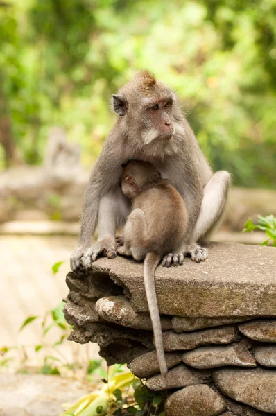 Macacos de cola larga — Foto de Stock