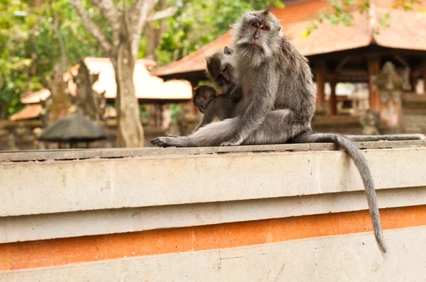 Macacos de cola larga —  Fotos de Stock