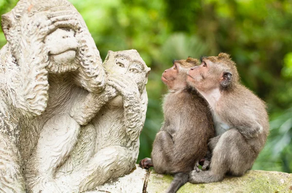 Dlouhoocasých makaků — Stock fotografie