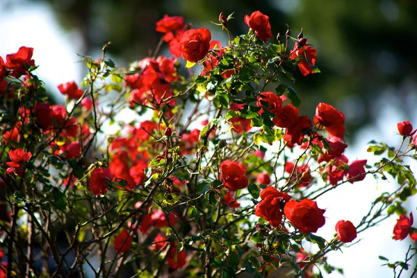 Krásná růže v Itálii — Stock fotografie