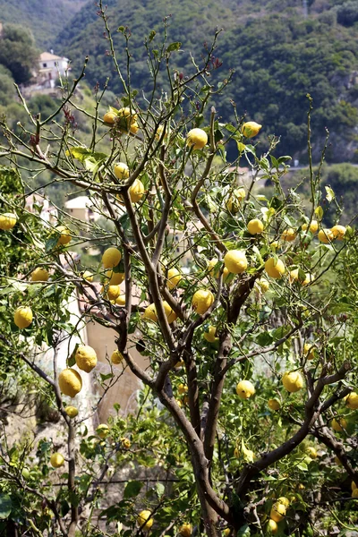 Många stora citroner på ett träd — Stockfoto