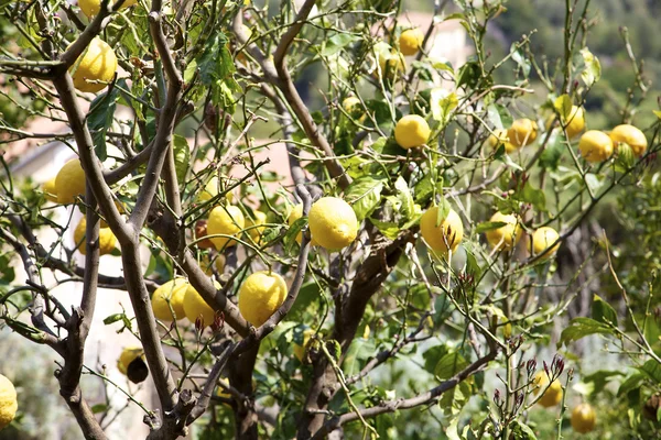Muchos limones grandes en un árbol — Foto de Stock