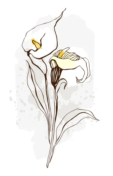 Калла. Цветочная иллюстрация цветущих цветов — стоковый вектор