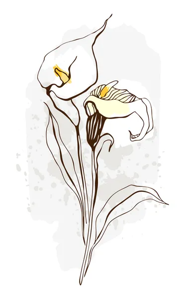 stock vector Calla. Floral illustration of blooming flowers