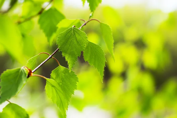 Birkenzweig mit jungen frischen Blättern — Stockfoto