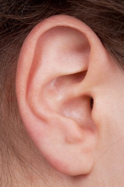 Detail of the face with a human ear clipart