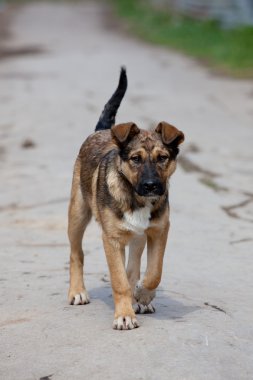 kahverengi safkan köpek tek başına