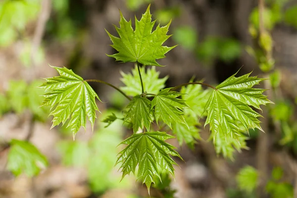 Arbusto de arce joven con hojas frescas — Foto de Stock