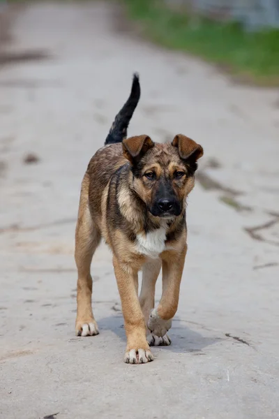 Kahverengi safkan köpek tek başına — Stok fotoğraf
