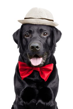 Black Labrador with a hat and tie clipart