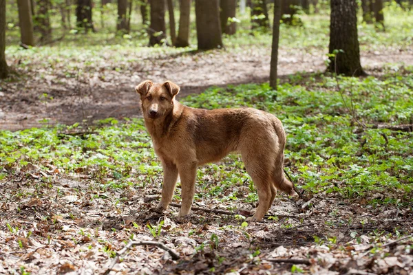 Perdeu um cão sem-abrigo — Fotografia de Stock