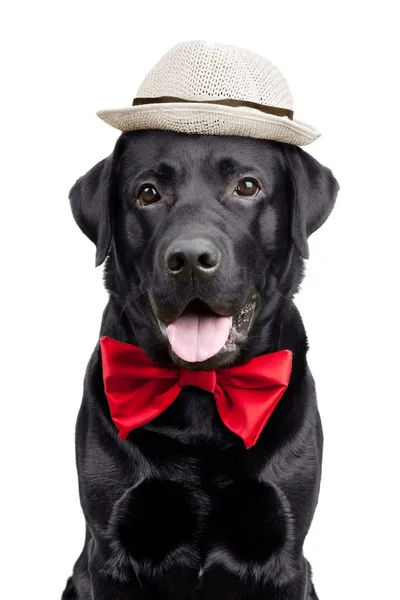 Black Labrador with a hat and tie — Stock Photo, Image