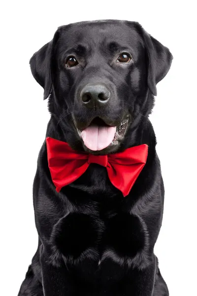 Black Labrador in the bow tie — Stock Photo, Image