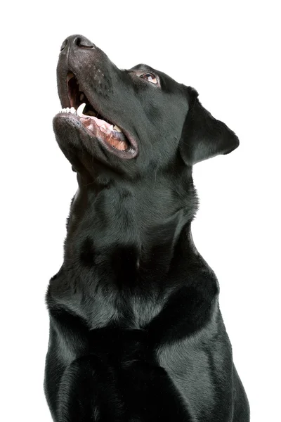 Siyah Labrador Retriever — Stok fotoğraf