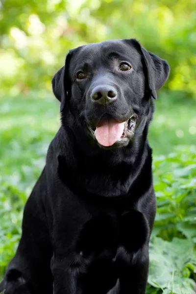 Black labrador retriever — Stock Photo, Image